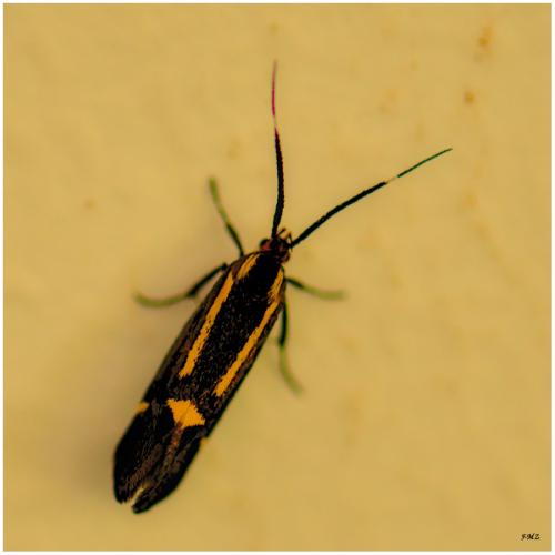 Esperia sulphurella